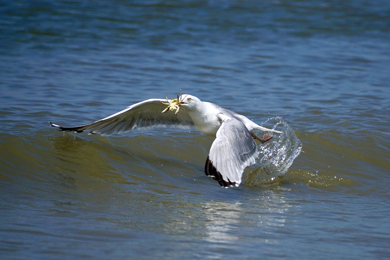 Vogel vangt krab