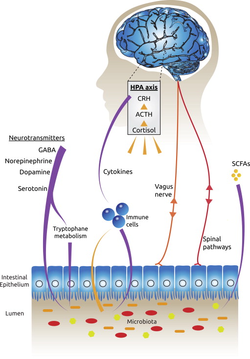 probiotica depressie angsten grafiek