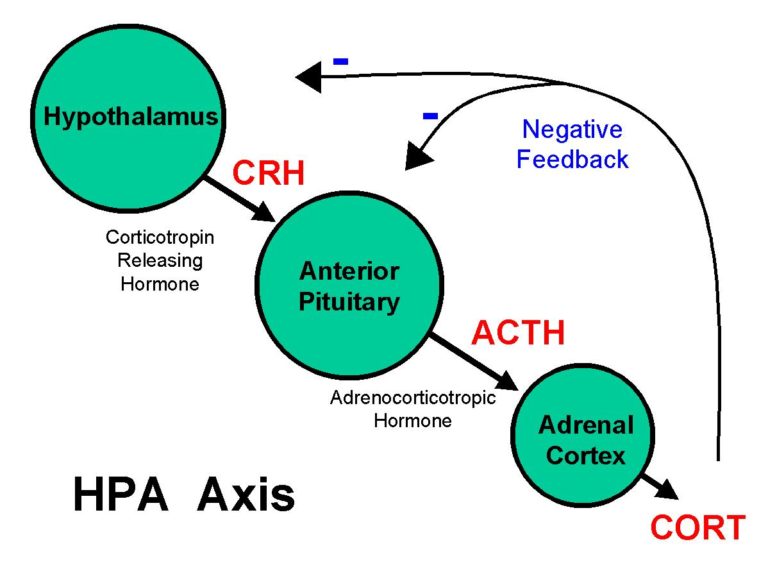 phosphatidylserine hypothalamus