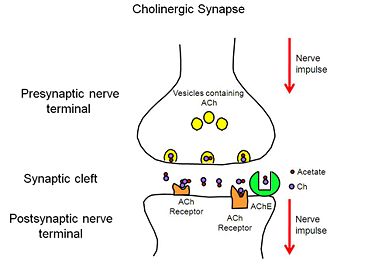 Cholinerge synaps