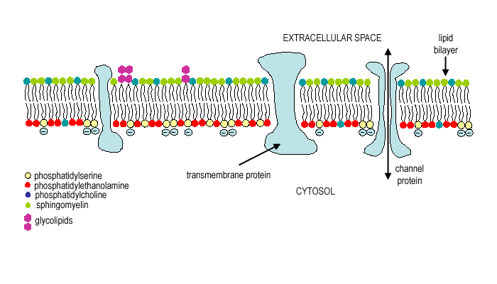 membraan