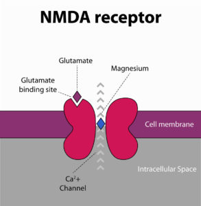 nmda receptor